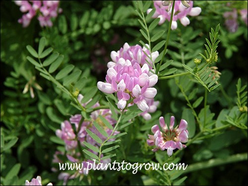 Crown vetch (Securigera varia)
(June 24)